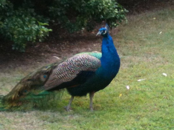 captain peacock